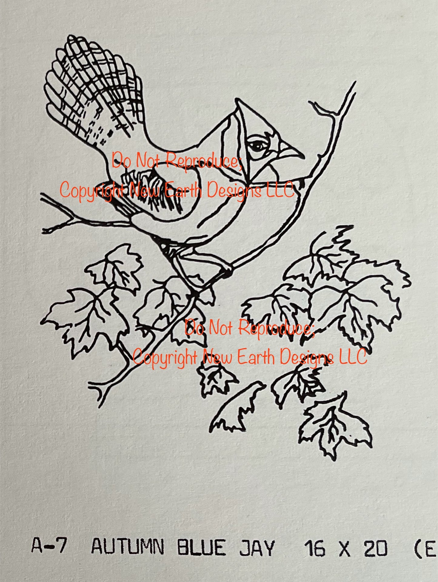 Autumn Blue Jay